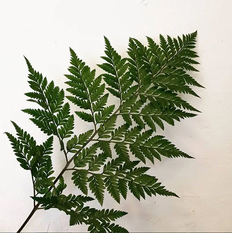 Leatherleaf Fern Greenery