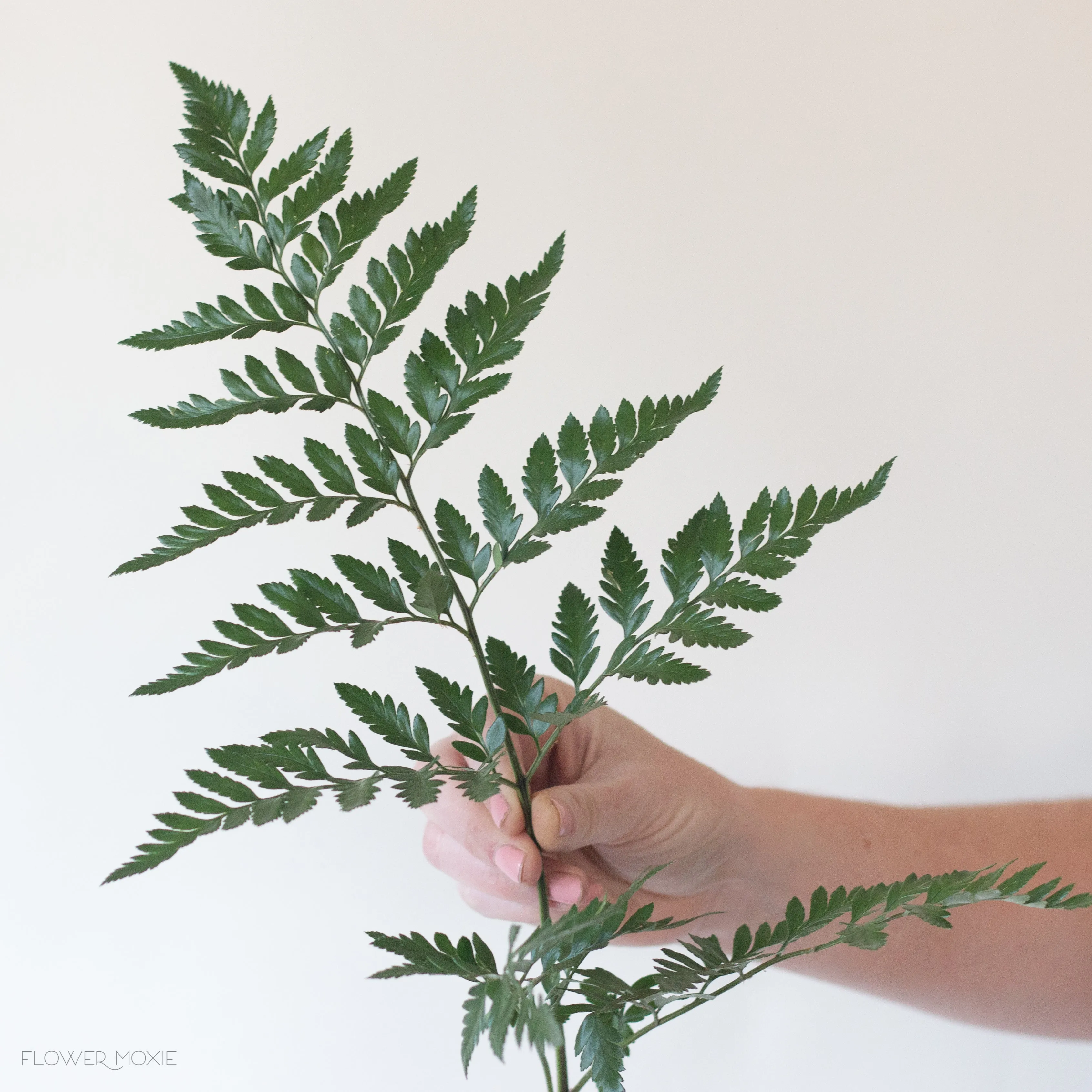 Leatherleaf Fern Greenery