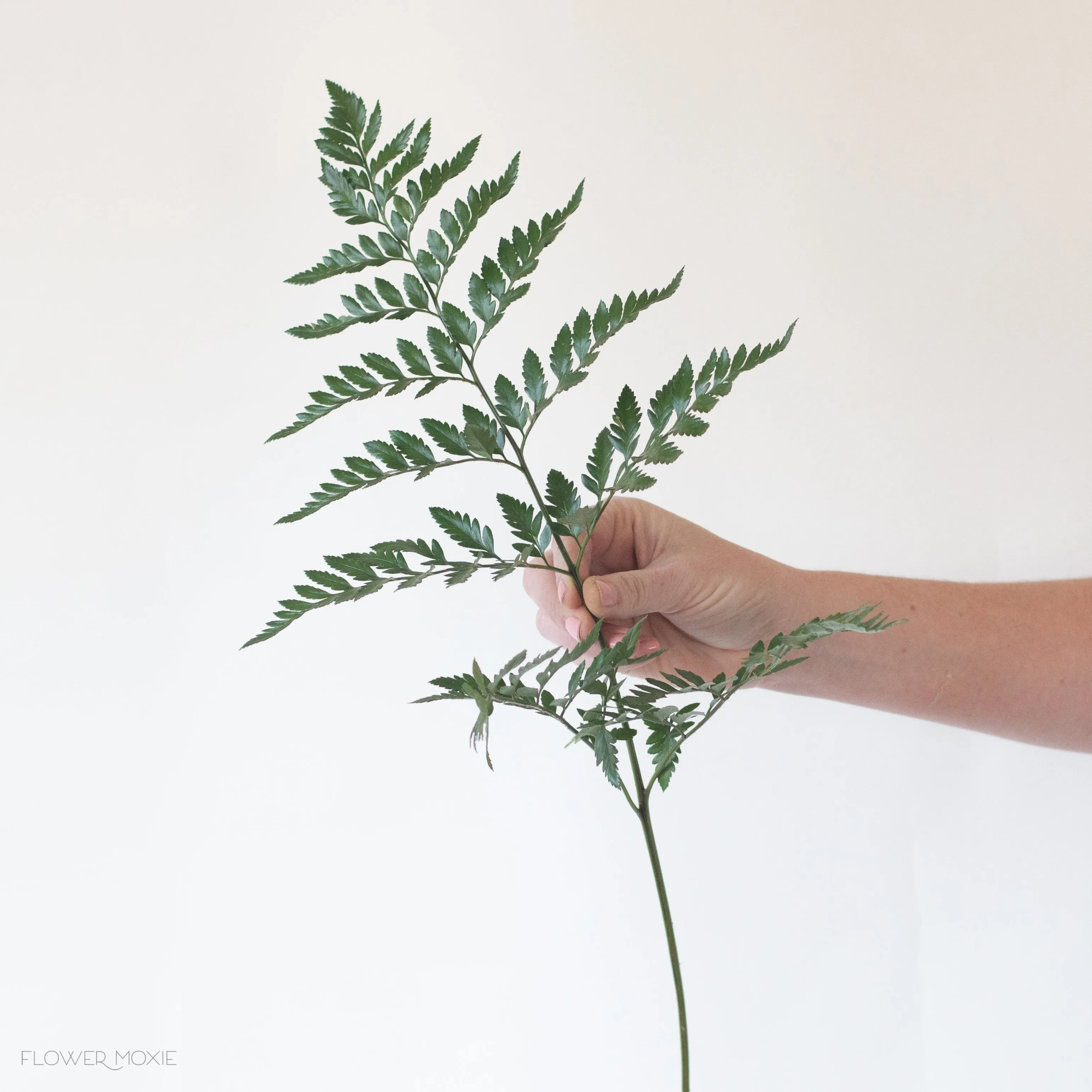 Leatherleaf Fern Greenery