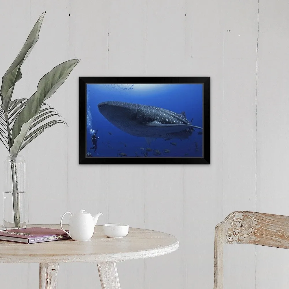 "A scuba diver in the sea with a whale shark, Mexico" Black Framed Print