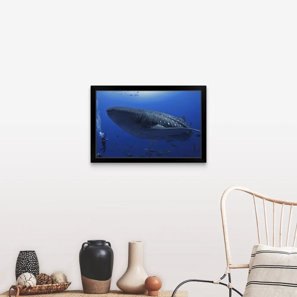 "A scuba diver in the sea with a whale shark, Mexico" Black Framed Print