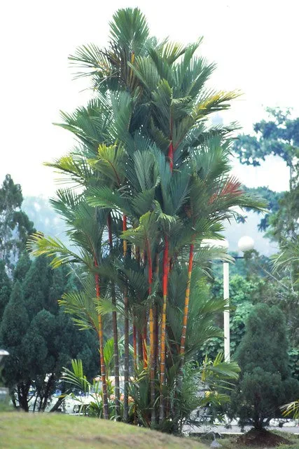 Sealing Wax Palm Cyrtostachys renda 20 Seeds  USA Company