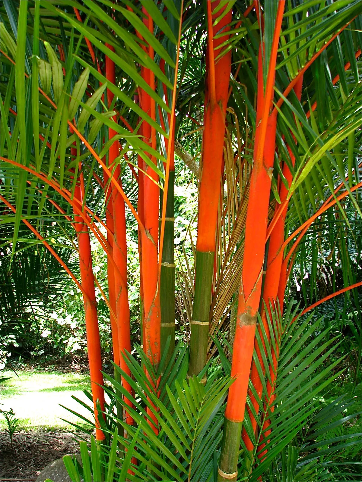 Sealing Wax Palm Cyrtostachys renda 20 Seeds  USA Company