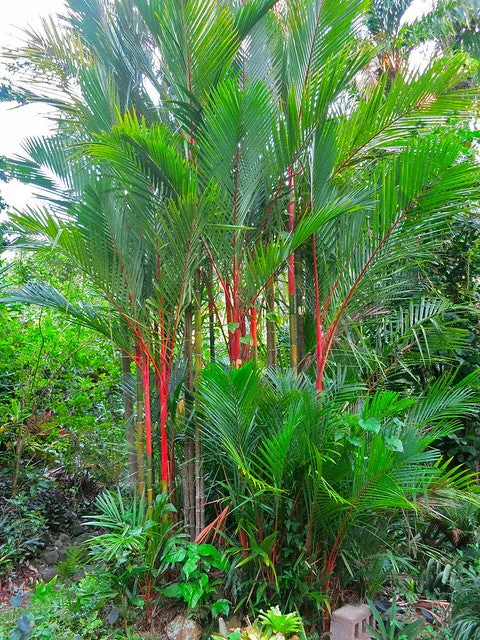 Sealing Wax Palm Cyrtostachys renda 20 Seeds  USA Company